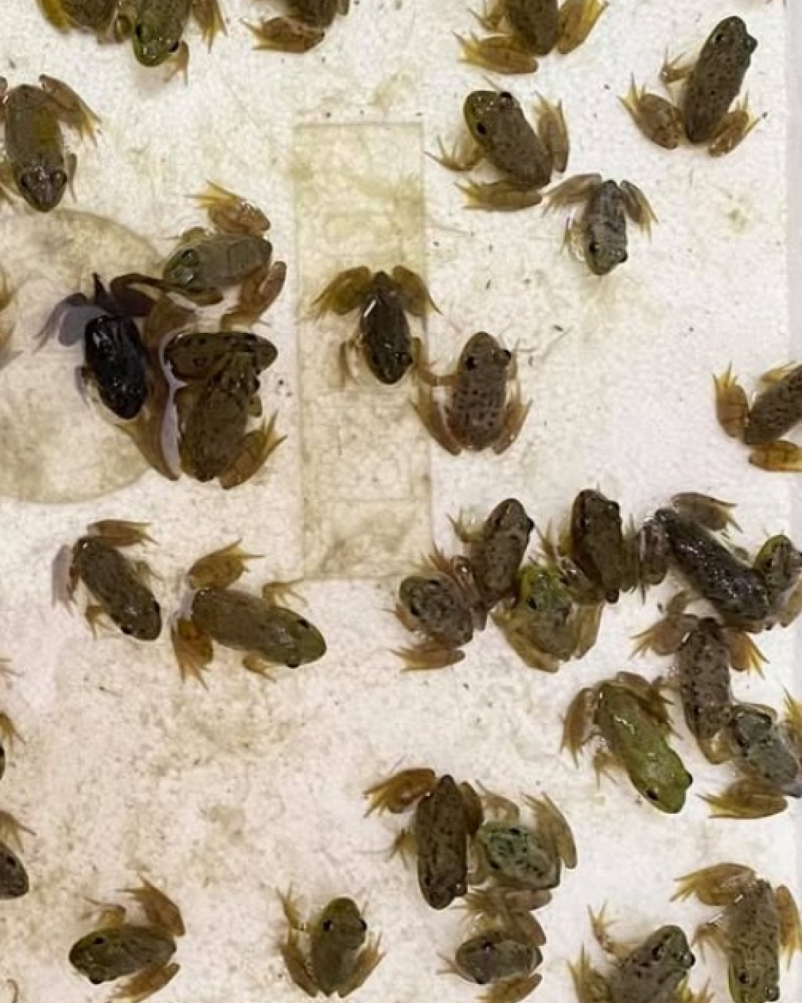 Baby frogs